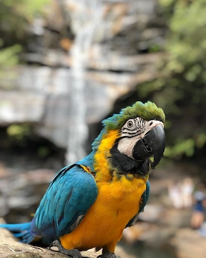 Wunderschöne blaue und goldene Aras zu verkaufen Bild 2
