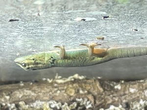 Lygodactylus Williams. Himmelblauer Zwergtaggecko Weibchen  Bild 2