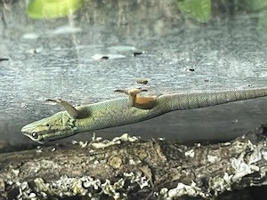 Lygodactylus Williams. Himmelblauer Zwergtaggecko Weibchen 