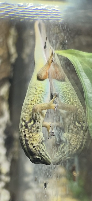 Lygodactylus Williams. Himmelblauer Zwergtaggecko Weibchen  Bild 4