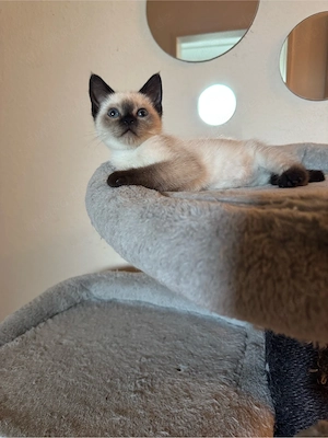 Siam kitten abholbereit  Bild 1