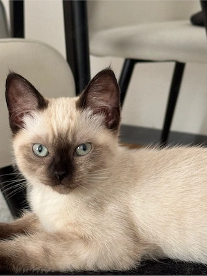 Siam kitten abholbereit  Bild 2