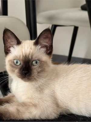 Siam kitten abholbereit  Bild 4
