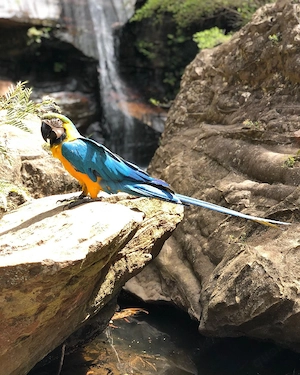 Wunderschöne blaue und goldene Aras zu verkaufen Bild 8