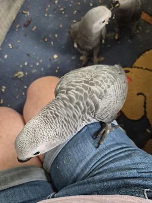 Wir geben junge Graupapagein ab 