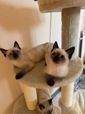 Siam kitten abholbereit  Bild 5