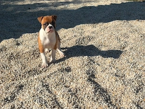 drei wunderschöne, unendlich Bulldoggen stehen zum Verkauf seltene Farbkombination