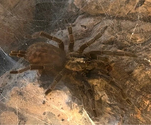 Zwergvogelspinne Hererothele Villosella