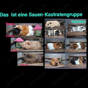 Meerschweinchen kastraten aus Kastraten - sauengruppe