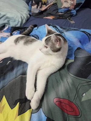  Zwei liebevolle schmuse  Kater suchen ein neues Zuhause  Bild 4