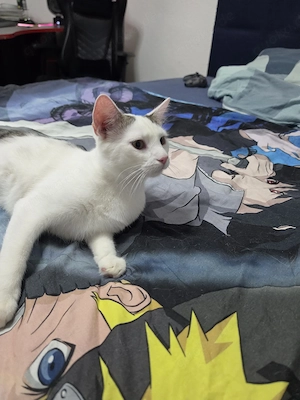  Zwei liebevolle schmuse  Kater suchen ein neues Zuhause  Bild 3