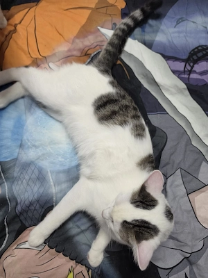  Zwei liebevolle schmuse  Kater suchen ein neues Zuhause 
