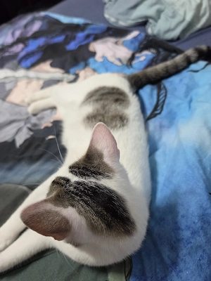 Zwei liebevolle schmuse  Kater suchen ein neues Zuhause 
