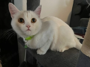  Liebe Britisch-Kurzhaar-Katze sucht ein neues Zuhause 