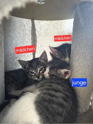Bkh mix kitten