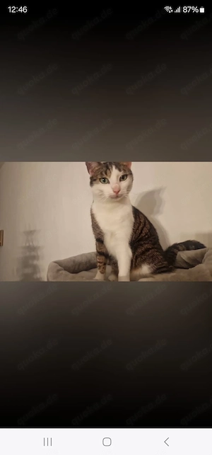 Katzengeschwister nur in allerbesten Hände