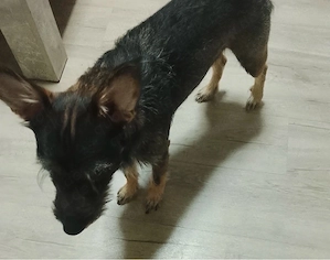 WO ist Rocky??