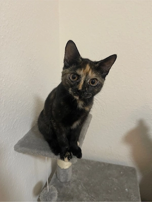    Zwei süße weibliche Katzenbabys suchen liebevolles Zuhause Bild 3