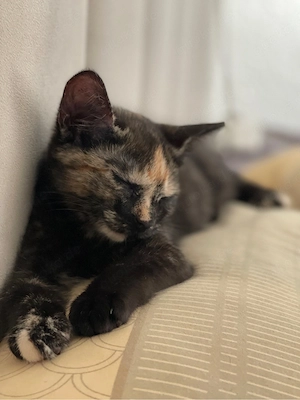    Zwei süße weibliche Katzenbabys suchen liebevolles Zuhause