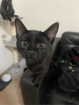   Zwei süße weibliche Katzenbabys suchen liebevolles Zuhause Bild 2