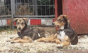 Welpe, Hund, Mischling