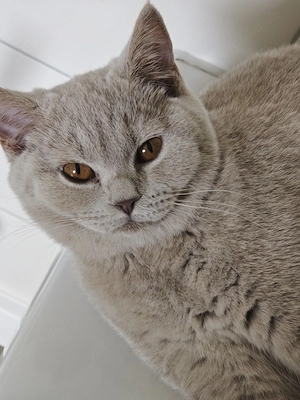 BKH Jungkatzen mit Stammbaum 5 Monaten alt