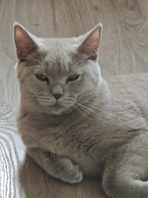 Für einen  Zucht Kater sehr gut geeignet
