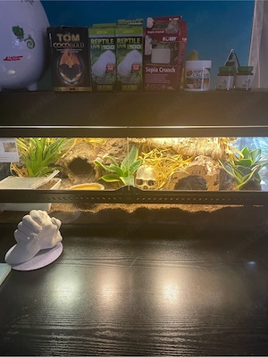 Hakennasennatter Mit Terrarium