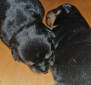 Rottweilerwelpen