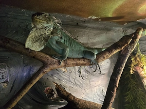 Blauer Leguan Iguana Iguana