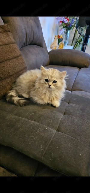 Katze zu verkaufen