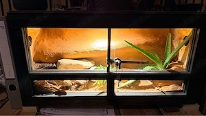 Gecko mit Terrarium 