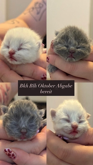 Bkh Blh Kitten