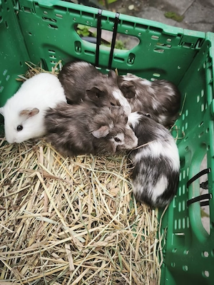 Junge Meerschweinchen Bild 4