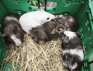 Junge Meerschweinchen
