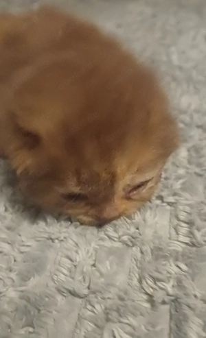 BKH-mädchen in cinni-tortie mit Flamme
