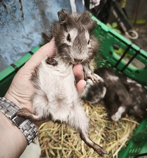Junge Meerschweinchen Bild 2
