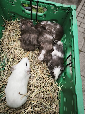 Junge Meerschweinchen Bild 3