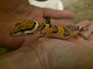 Leopardgecko Tangarine Mix 