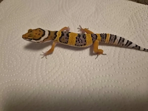Leopardgecko Afghan tangerine Mack Snow 