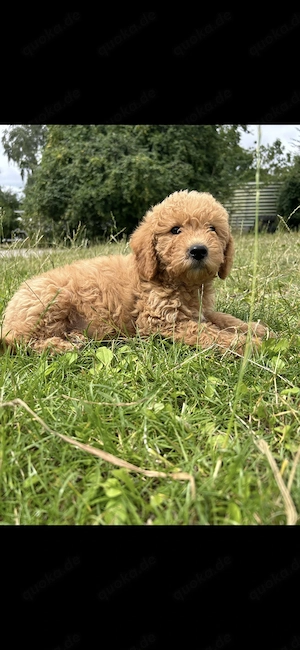 Doodle Mädchen 14 Wochen alt super lieb 