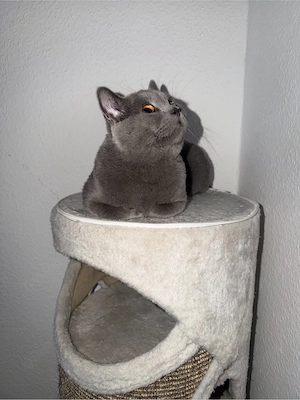 Britisch Kurzhaar Katze