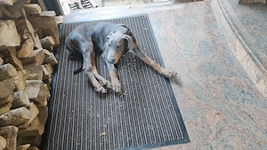 Dobermannwelpe