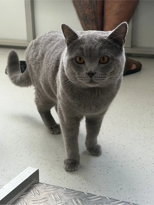 Britisch Kurzhaar Katze
