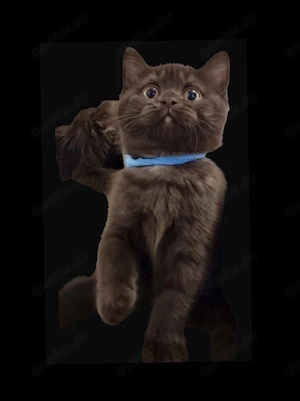Süße BKH   BLH Kitten suchen ihr Traum zu Hause 