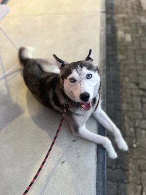 Salma sucht neue zuHause