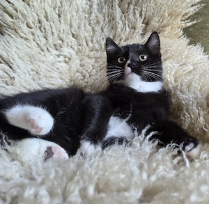 noch 1 kleines BKH Mix Kitten Mädchen sucht ihr großes Glück