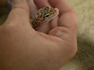 Leopardgecko Tangerine Mix 