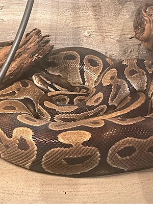 Königspython Python regius