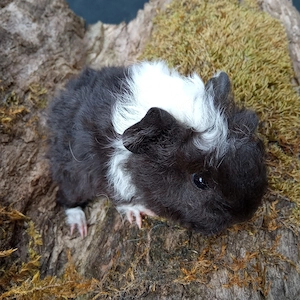  Junge Meerschweinchen Lunkarya Anzeige neu Aug 2026 